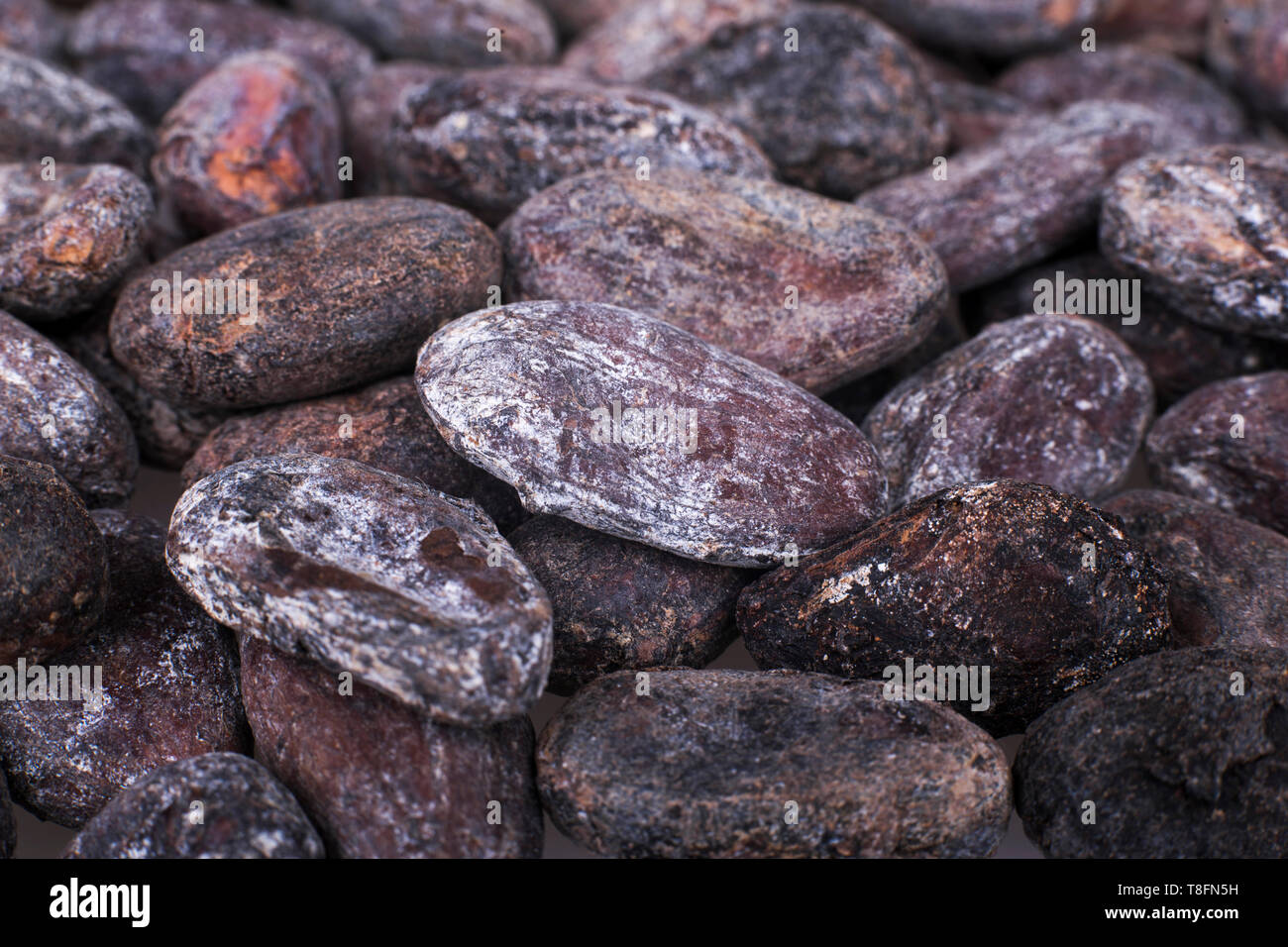 Rotten, moldy cocoa beans. Shallow depth of field. Macro shot Stock
