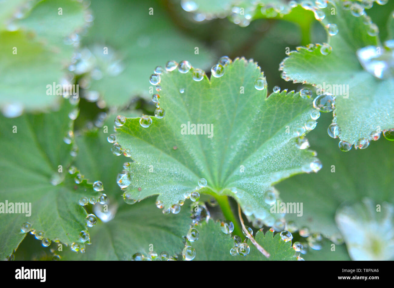 Alchemilla vulgaris (common lady's mantle) leafs with sparkling dew droplets, often used in herbal medicine, especially to cure gynecological problems Stock Photo