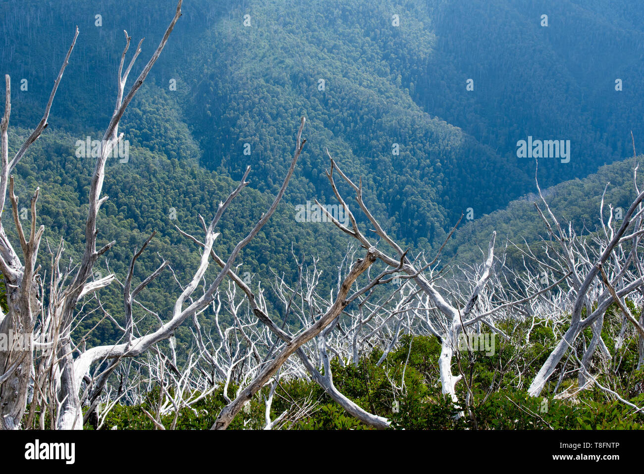 View across Australian alps with dead snow gum trees in the foreground in the high country near Mt Hotham Victoria Australia Stock Photo