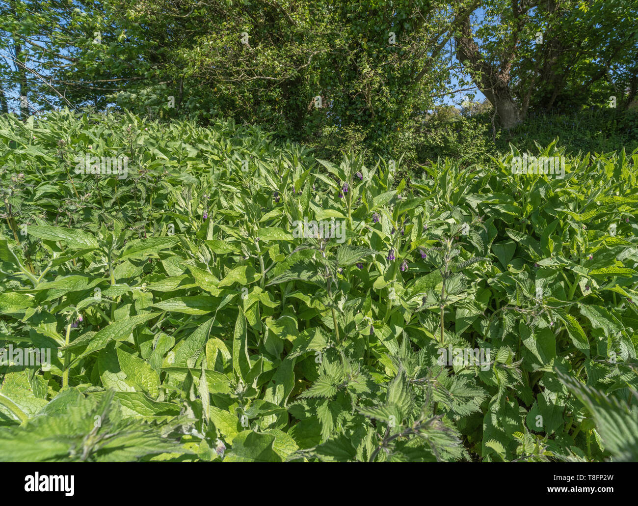 Mass of early growing Comfrey / Symphytum officinale on a sunny summer day. Used as a herbal / medicinal plant and known as Bone-kit Stock Photo