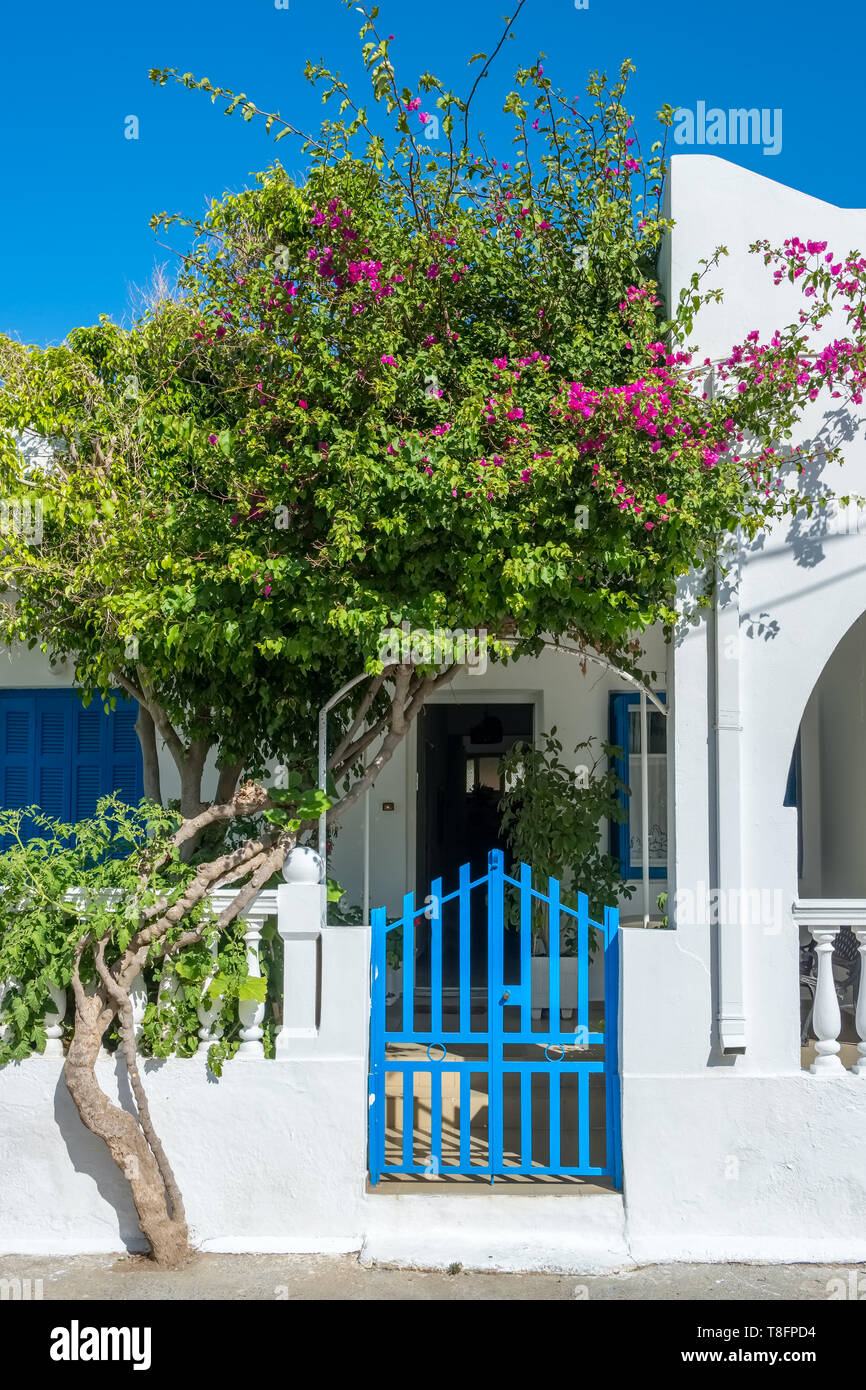 White house facade with traditional blue door and flowers on Andros island, Cyclades Stock Photo