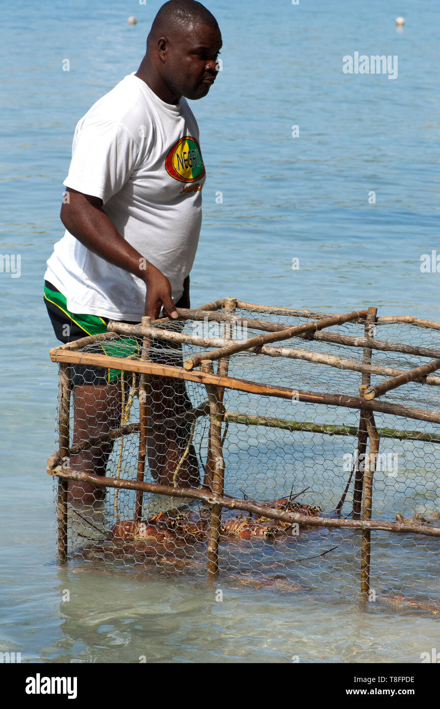 Jamaican fisherman showing a lobster trap with lobsters Stock Photo - Alamy
