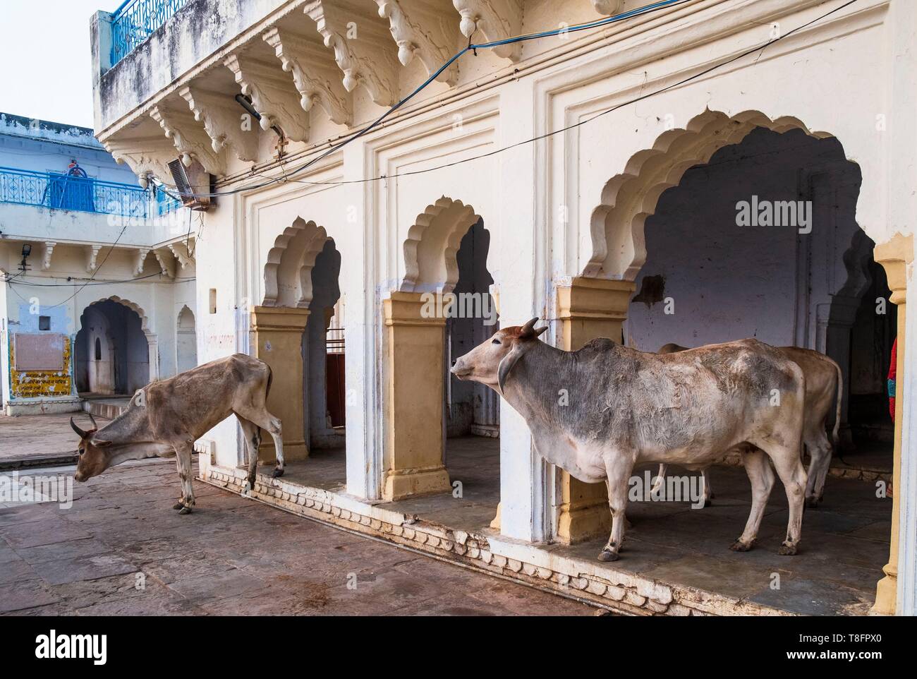 India, Rajasthan, Pushkar, holy city for Hindus Stock Photo
