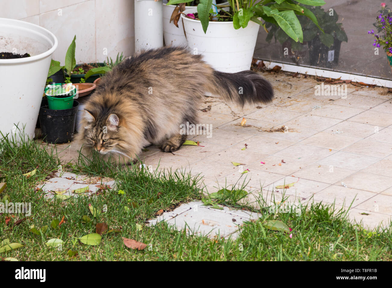 Beautiful Cat With Long Hair Outdoor In A Garden Siberian