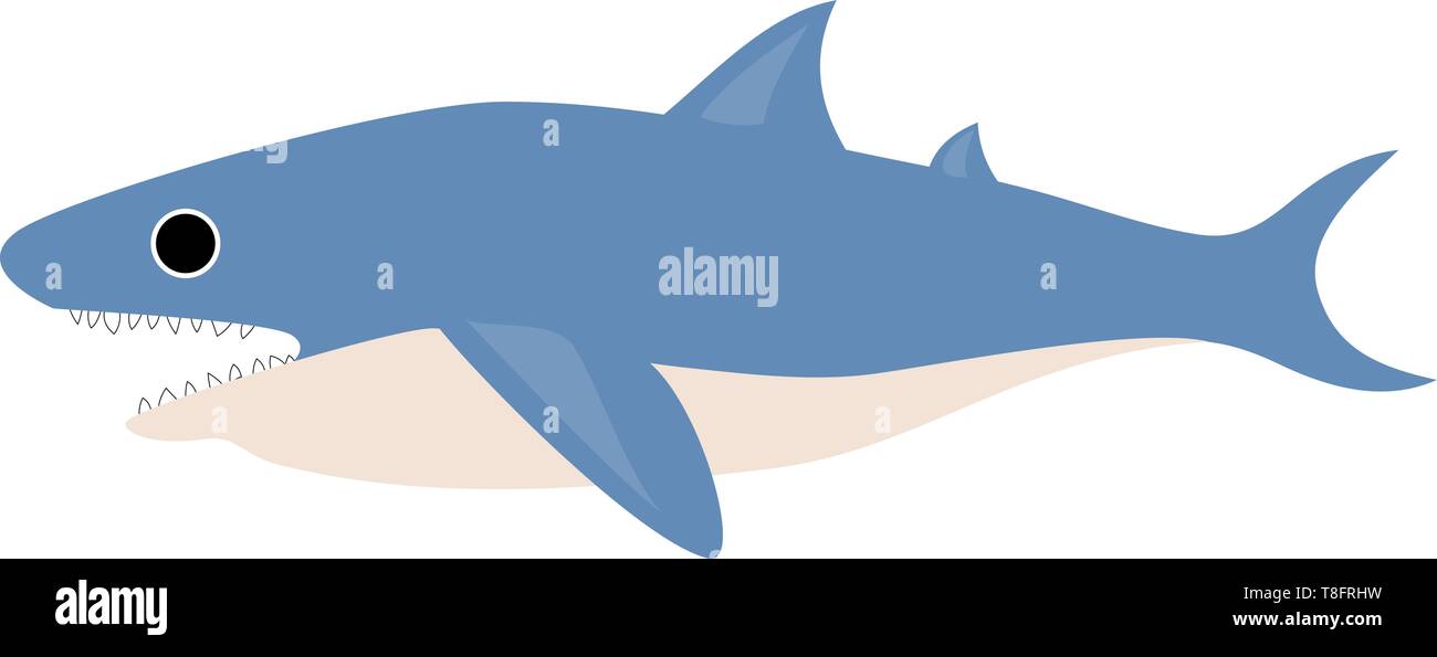 A shark with a streamlined body, forked tail, triangular-like and oval fins, blue and white, upper and underparts, respectively, exposes fang teeth, v Stock Vector