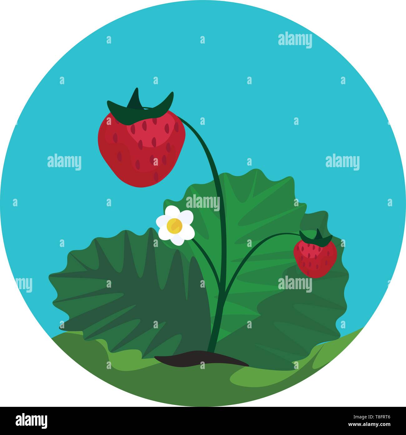 Portrait of the strawberry plant with flat green leaves and a flower with white floret and yellow disc isolated blue background viewed from the front, Stock Vector