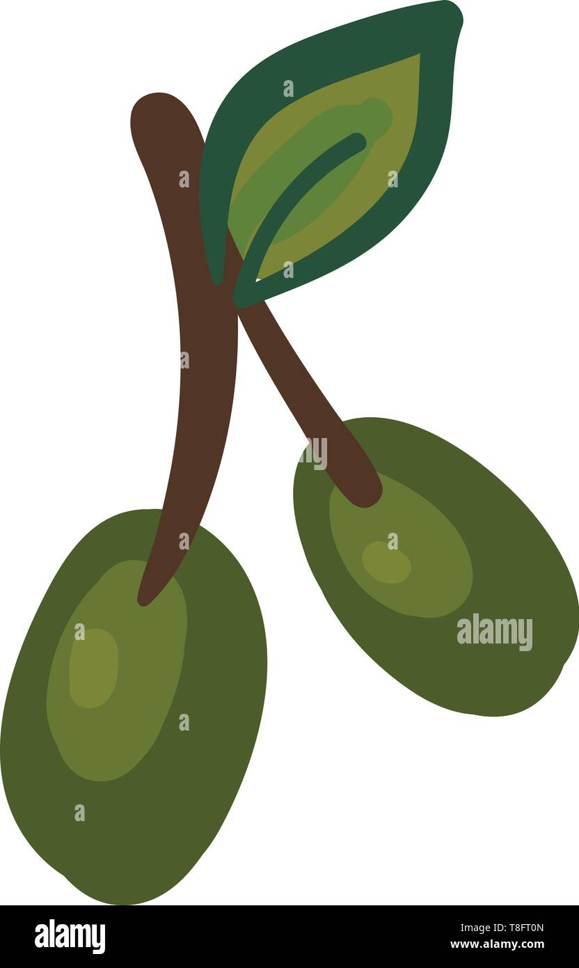 A hanging two green olive fruits round in shape, and an oval-shaped leaf on the short brown stalk over white background viewed from the front, vector, Stock Vector