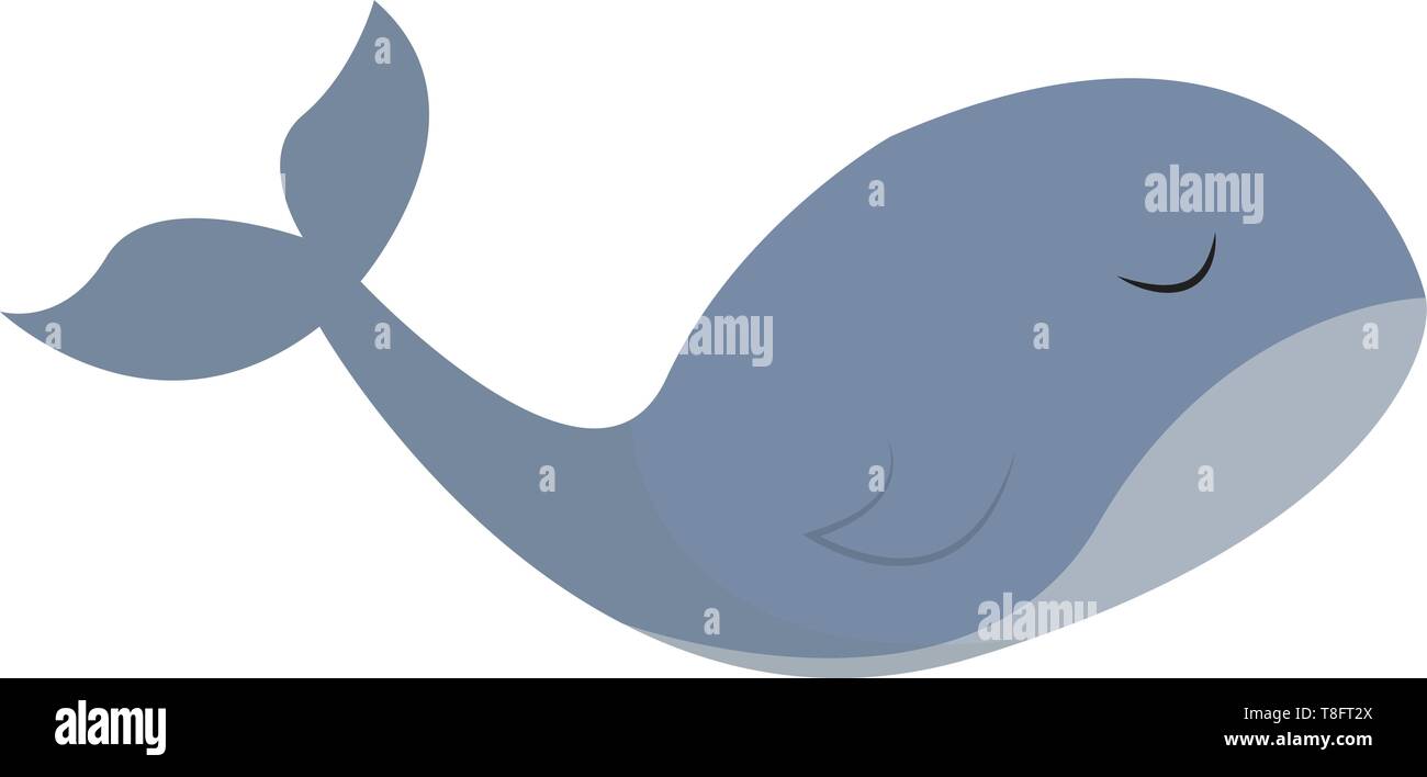 A whale in gradient grey on its upper and underparts has a streamlined body, forked tail and swims with its eyes closed, vector, color drawing or illu Stock Vector