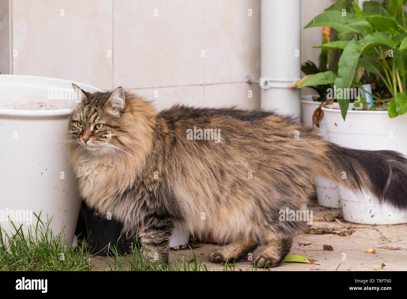 Tabby cat with long hair outdoor in a garden, siberian purebred kitten  Stock Photo - Alamy