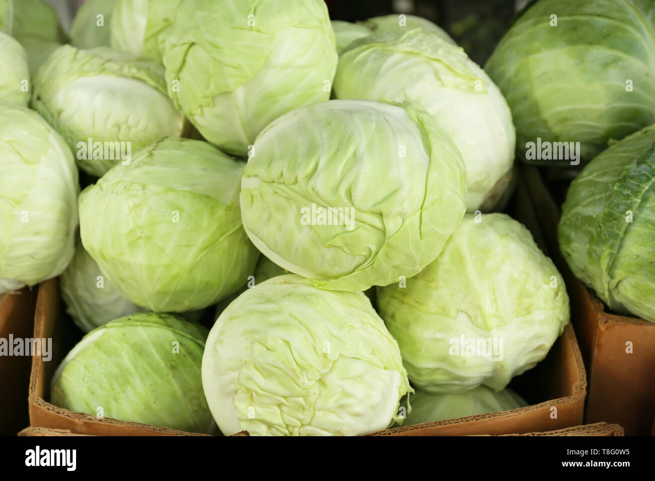 Fresh cabbage in cardboard box at market Stock Photo Alamy