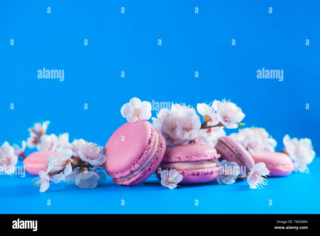 French macaron cookies header with cherry blossom flowers on a sky blue background with copy space. Color pop Stock Photo