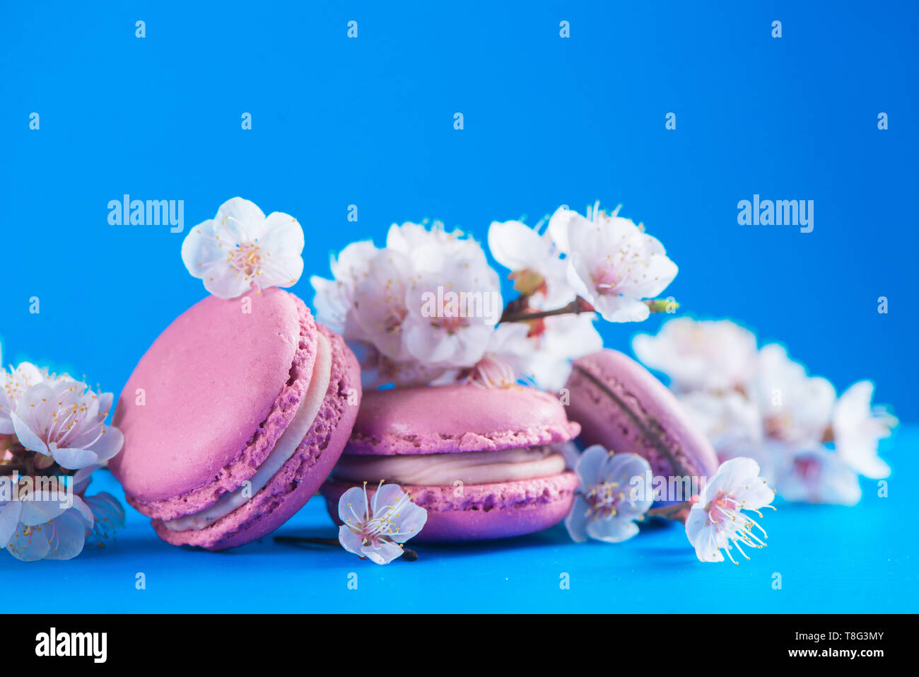 French macaron cookies header with cherry blossom flowers on a sky blue background with copy space. Color pop Stock Photo