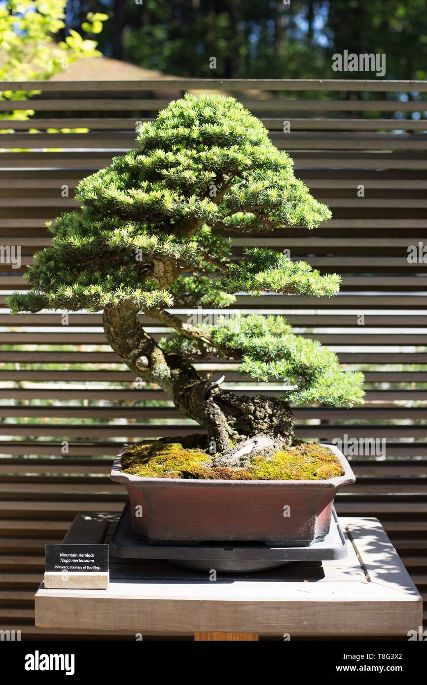 Tsuga mertensiana - Mountain Hemlock - bonsai age 150 years, at Portland Japanese Garden in Portland, Oregon, USA. Stock Photo