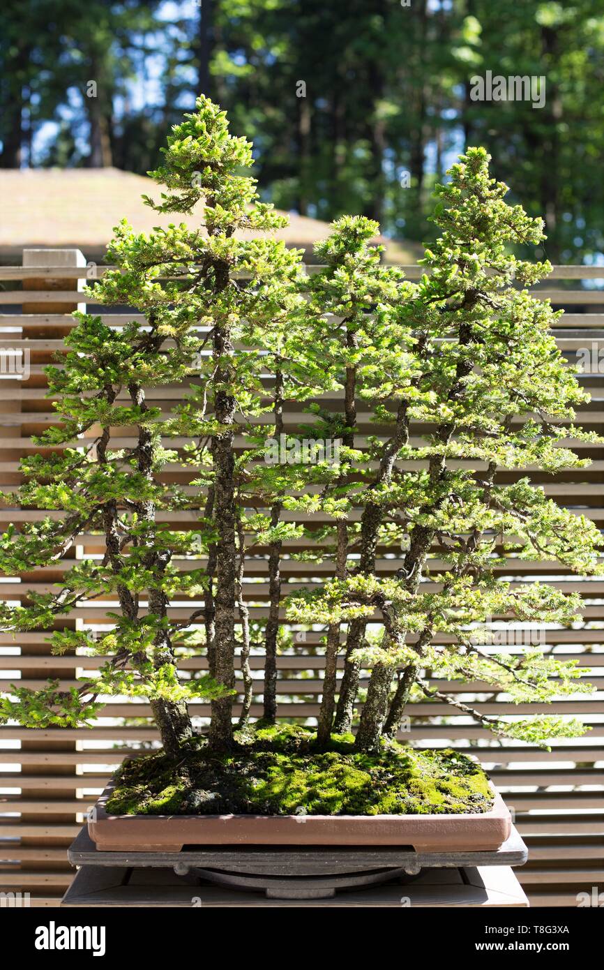 Picea glehnii - Ezo Spruce - bonsai age 45 years, at Portland Japanese Garden in Portland, Oregon, USA. Stock Photo
