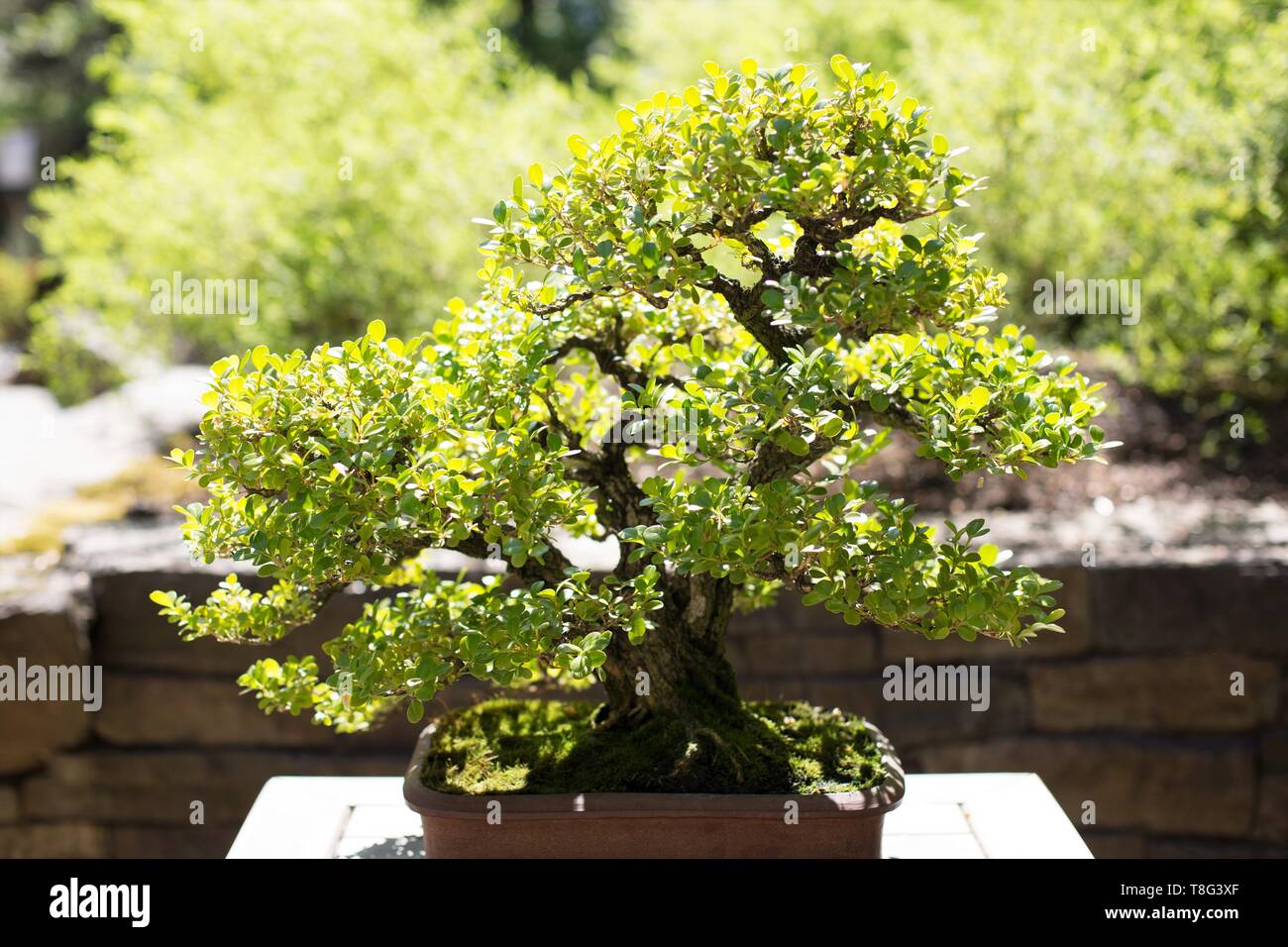 Buxus Japonica - Japanese Boxwood - bonsai, age 55 years, at Portland Japanese Garden in Portland, Oregon, USA. Stock Photo