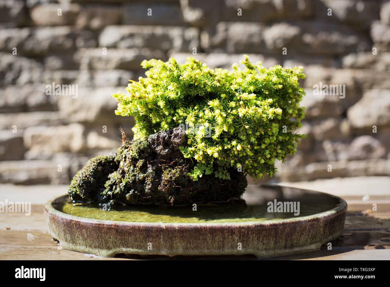 Picea Abies - little gem - bonsai, at Portland Japanese Garden in Portland, Oregon, USA. Stock Photo