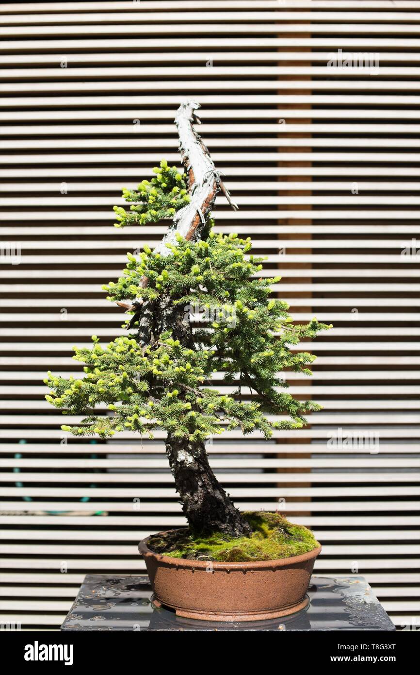 Picea engelmannii - Engelmann spruce - 80 year old bonsai, at Portland Japanese Garden in Portland, Oregon, USA. Stock Photo