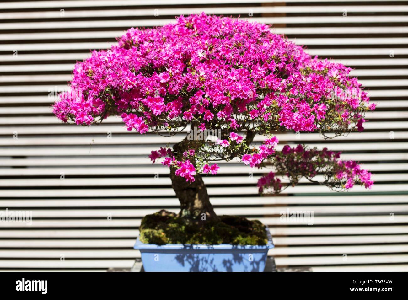 Kurume Azalea rhododendron hybrid bonsai, age 50 years, at Portland Japanese Garden in Portland, Oregon, USA. Stock Photo