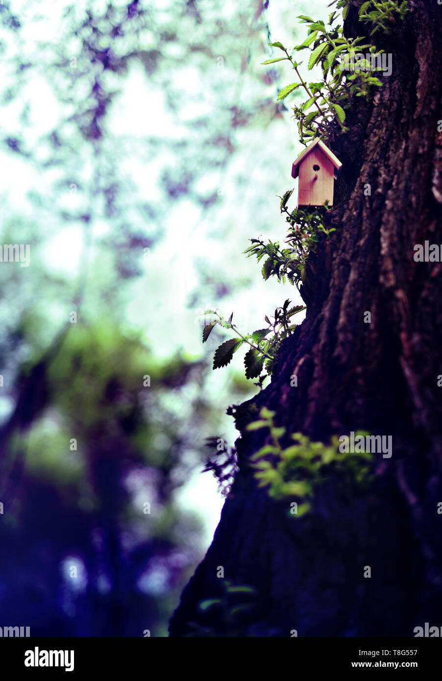 Birdhouse on a blooming tree, tiny nesting box in spring flowers. Creative spring photography with copy space. House buying concept Stock Photo