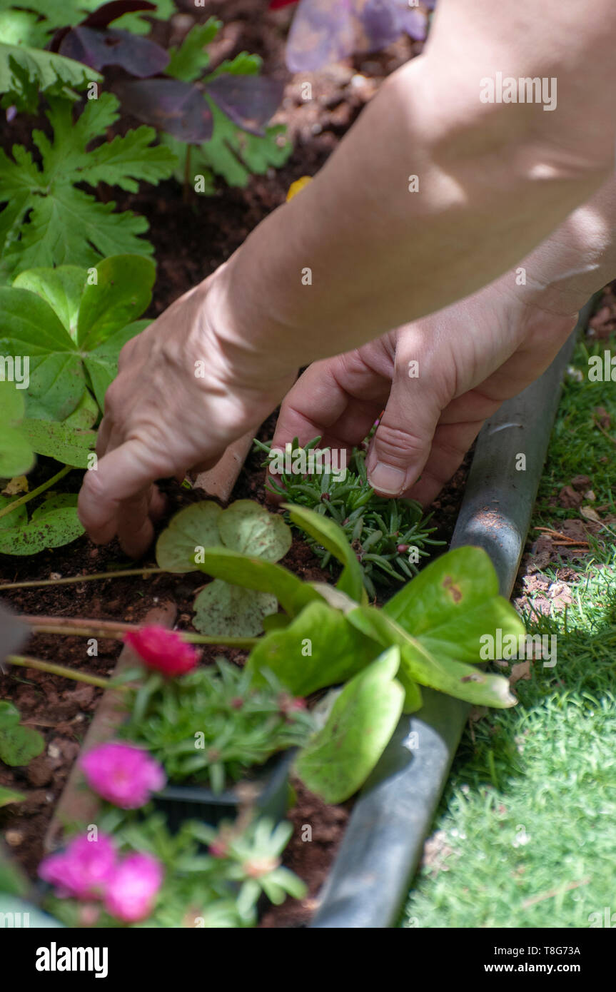 woman planting in her garden only her hands are visible in this image. Model release available Stock Photo