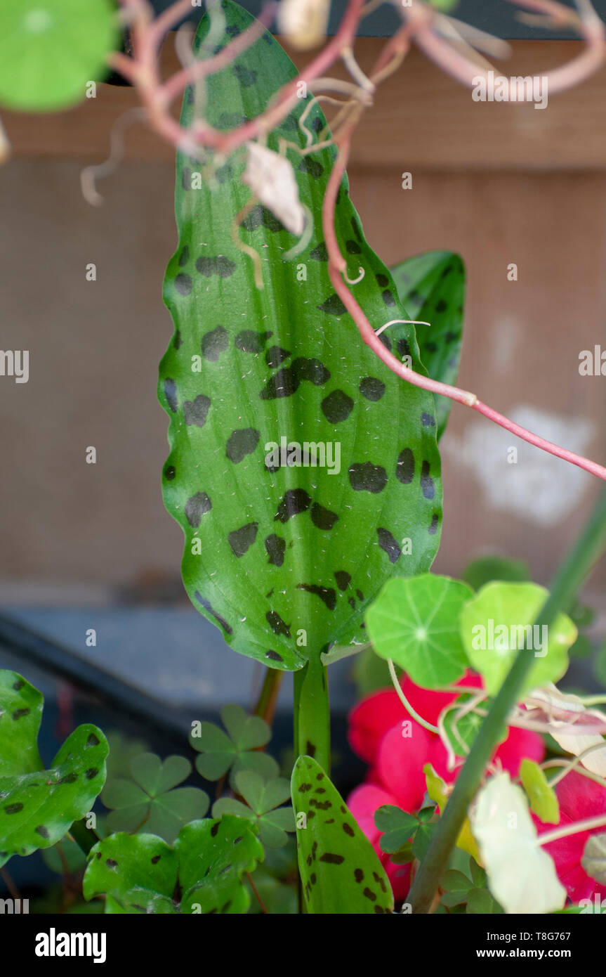 Selective focus of a Spotted ledebouria, Drimiopsis maculata Stock Photo