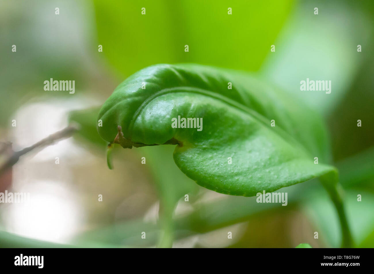 Lemon tree leaves distorted by calcium deficiency Stock Photo Alamy