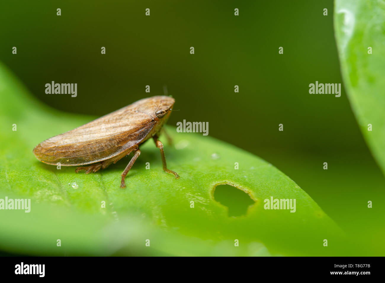 Strange treehopper macro is in the plant Stock Photo - Alamy