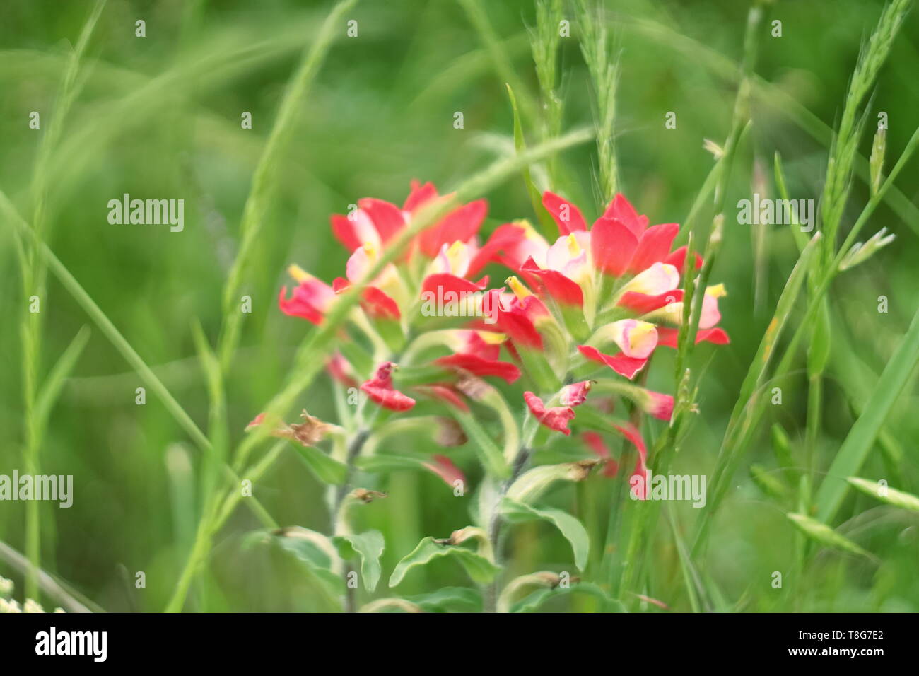 Indian tulip flower hi-res stock photography and images - Alamy