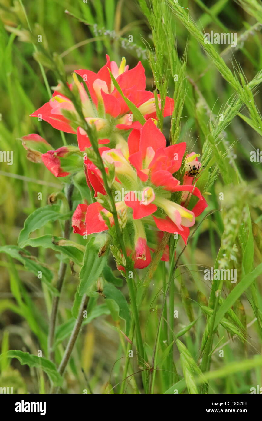 Indian tulip flower hi-res stock photography and images - Alamy