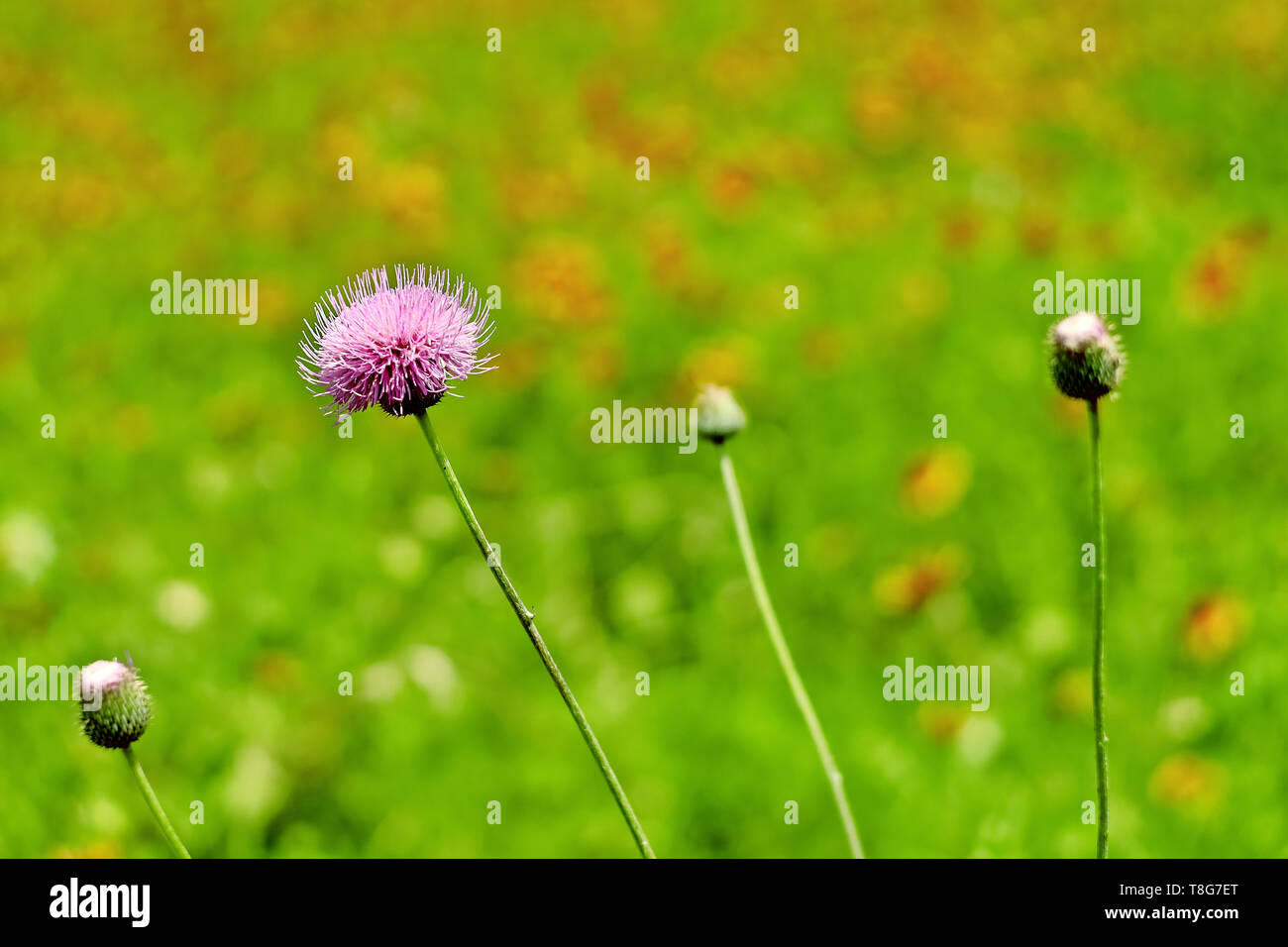 Picture of a Texas Thistle flowers taken at blooming season in TX ,USA
