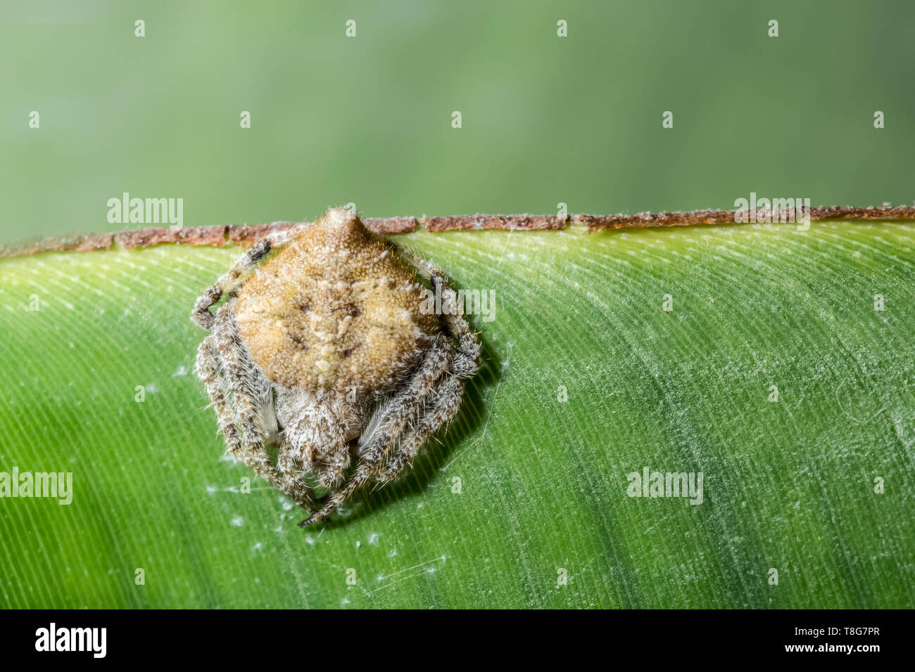 Macro spider on the leaf Stock Photo - Alamy