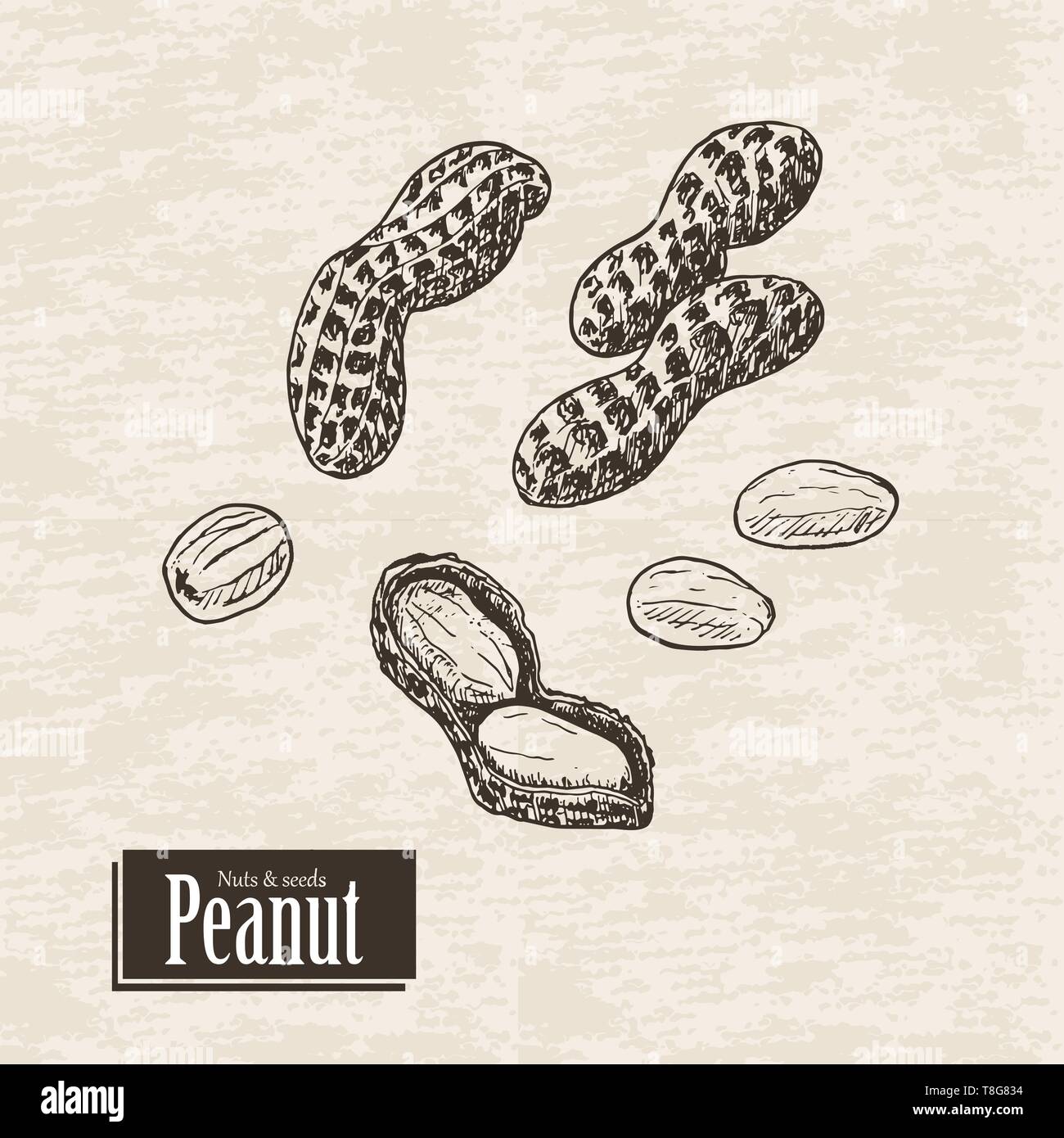 Vector background with peanut. Vector illustration for your design