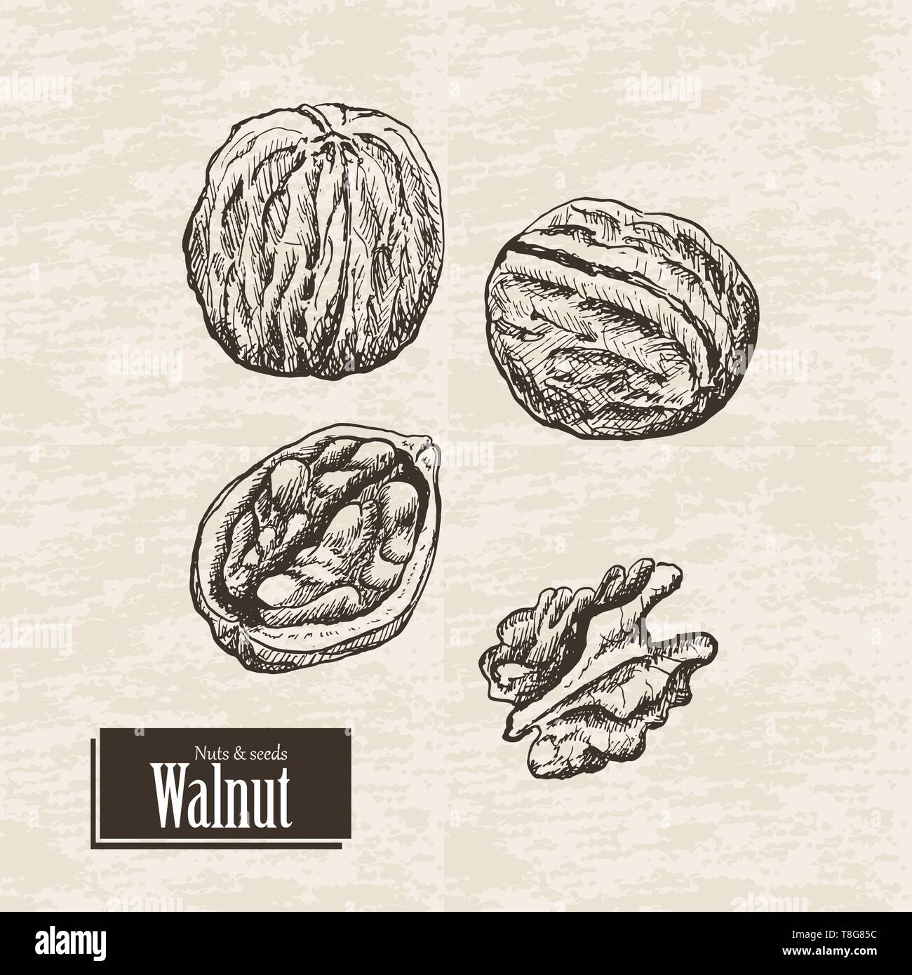 Vector background with walnut. Vector illustration for your design