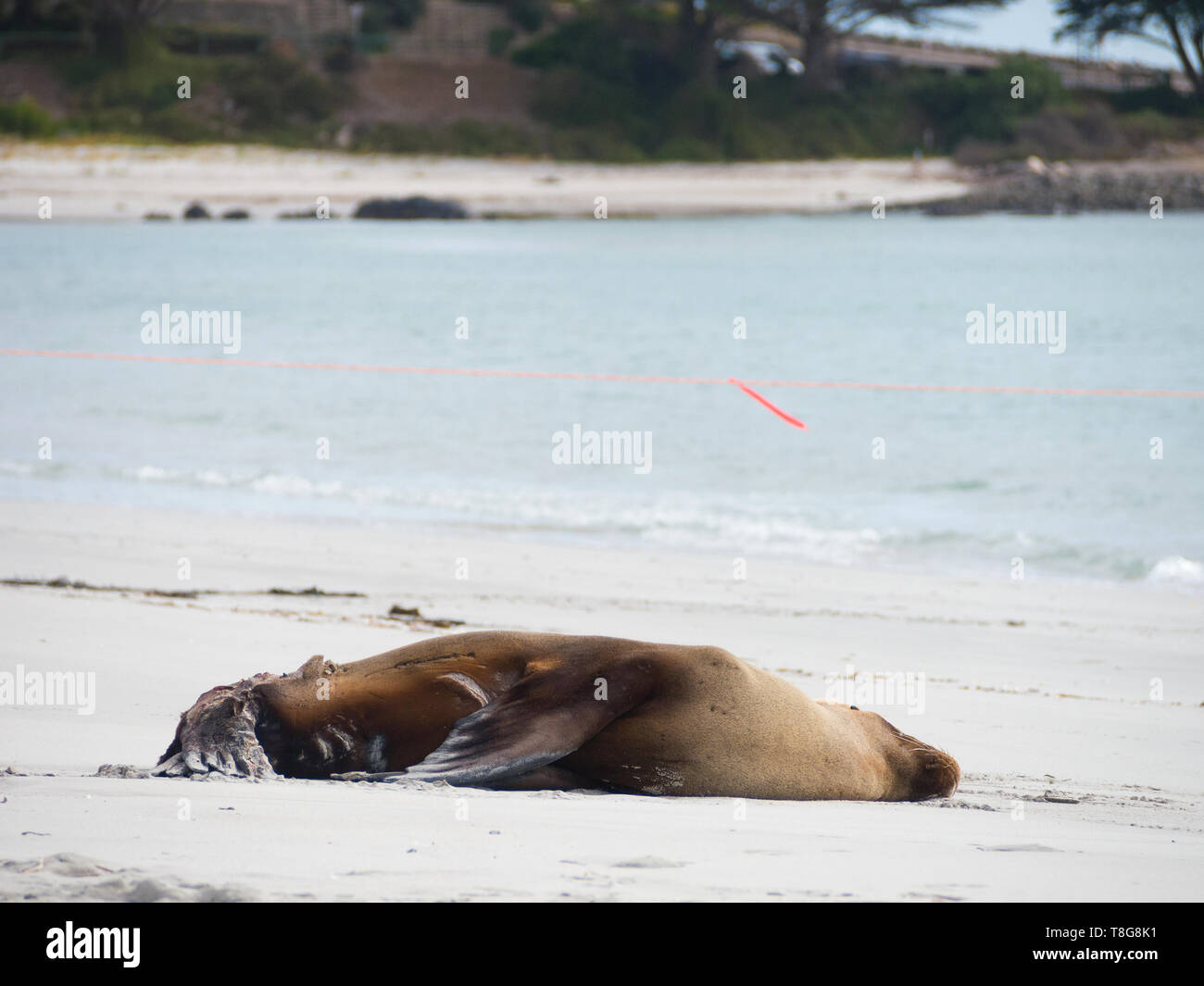 Seal injured from shark attack resting on white sandy beach in Penneshaw, Kangaroo Island, Australia Stock Photo