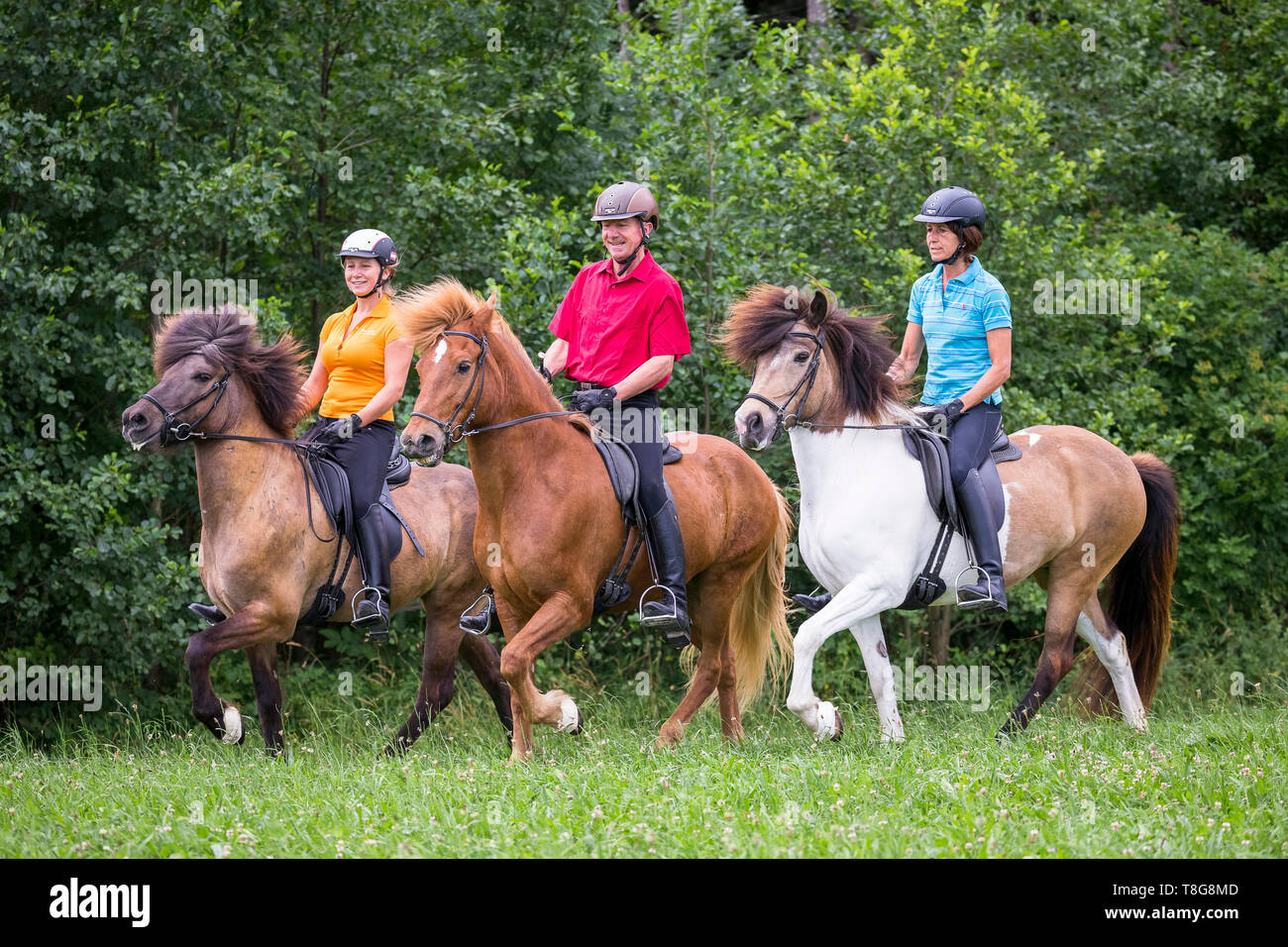 Icelandic Horse. Threehorses ridden by family outdoors in summer. Austria Stock Photo