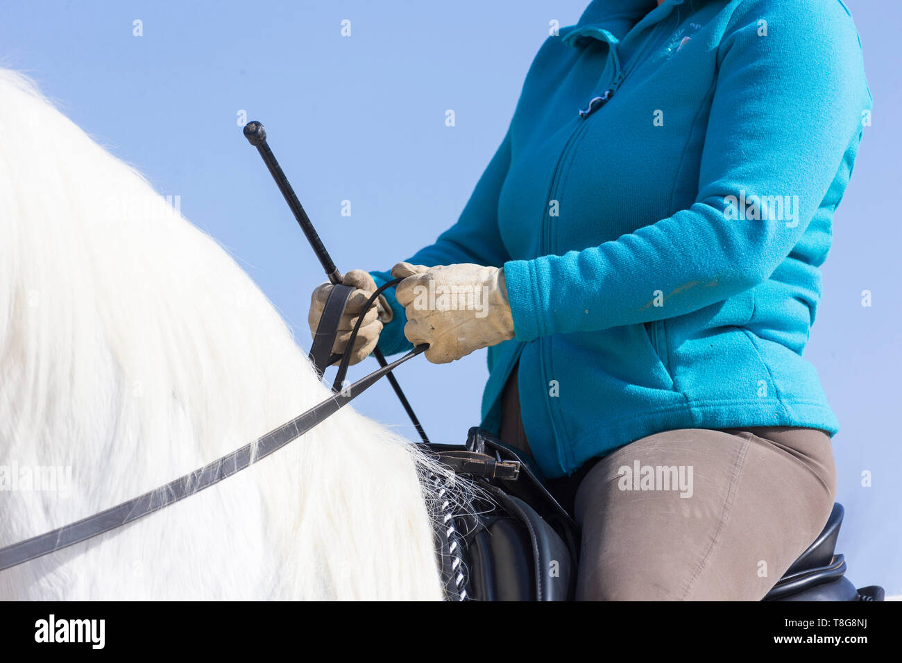 Lipizzan. Rider showing correct manner of holding the reins. Germany Stock Photo