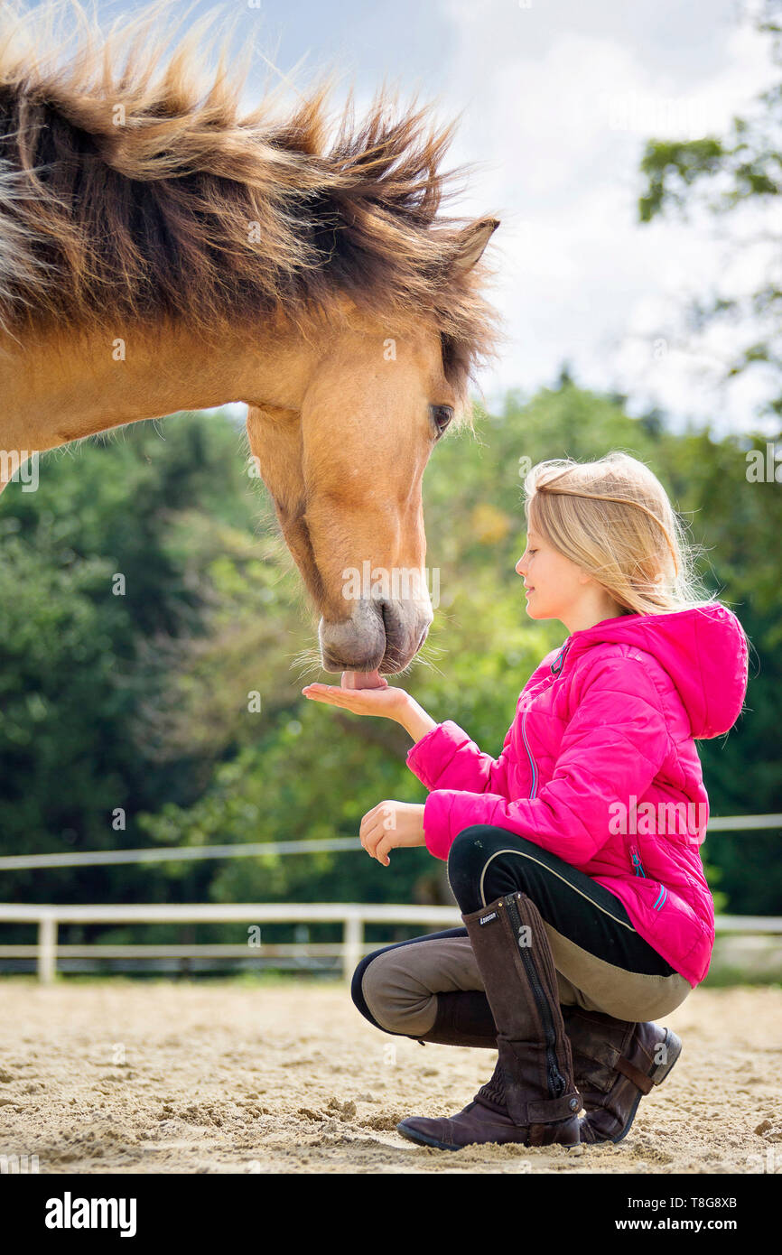 Icelandic Horse. Girl giving pinto gelding a reward. Austria Stock Photo