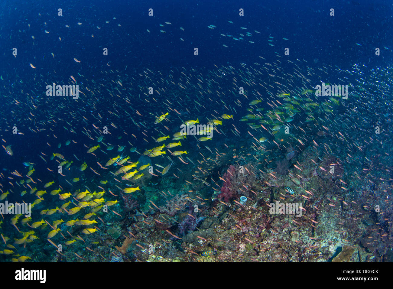 Shoals of Bengal snapper (Lutjanus bengalensis) and ruddy fusilier (Pterocaesio pisang) on a coral reef in Raja Ampat, West Papua, Indonesia Stock Photo