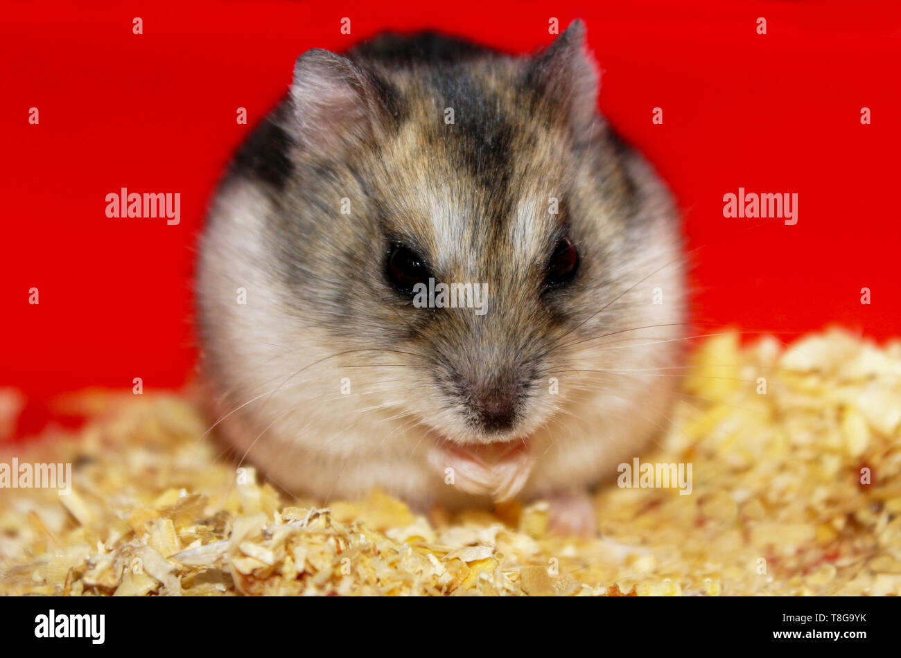 furry hamster