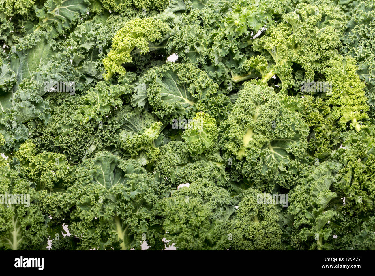 A healthy fresh curly kale Stock Photo Alamy
