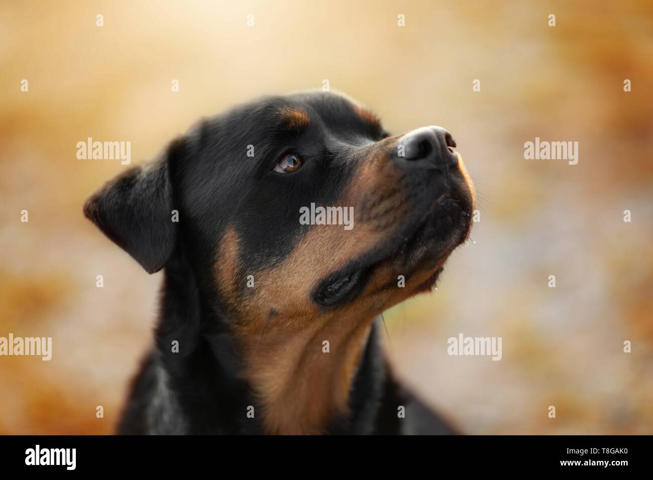 Haired Short Haired Shorthaired Black Stock Photos Haired Short