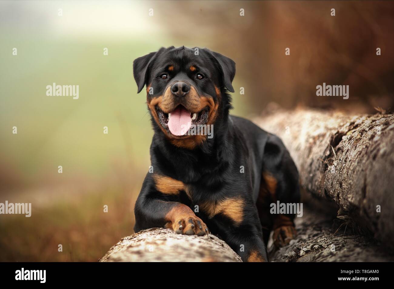 Haired Short Haired Shorthaired Black Stock Photos Haired Short