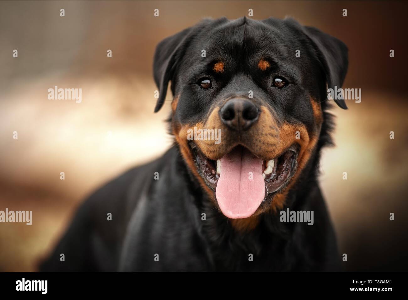 Haired Short Haired Shorthaired Black Stock Photos Haired Short