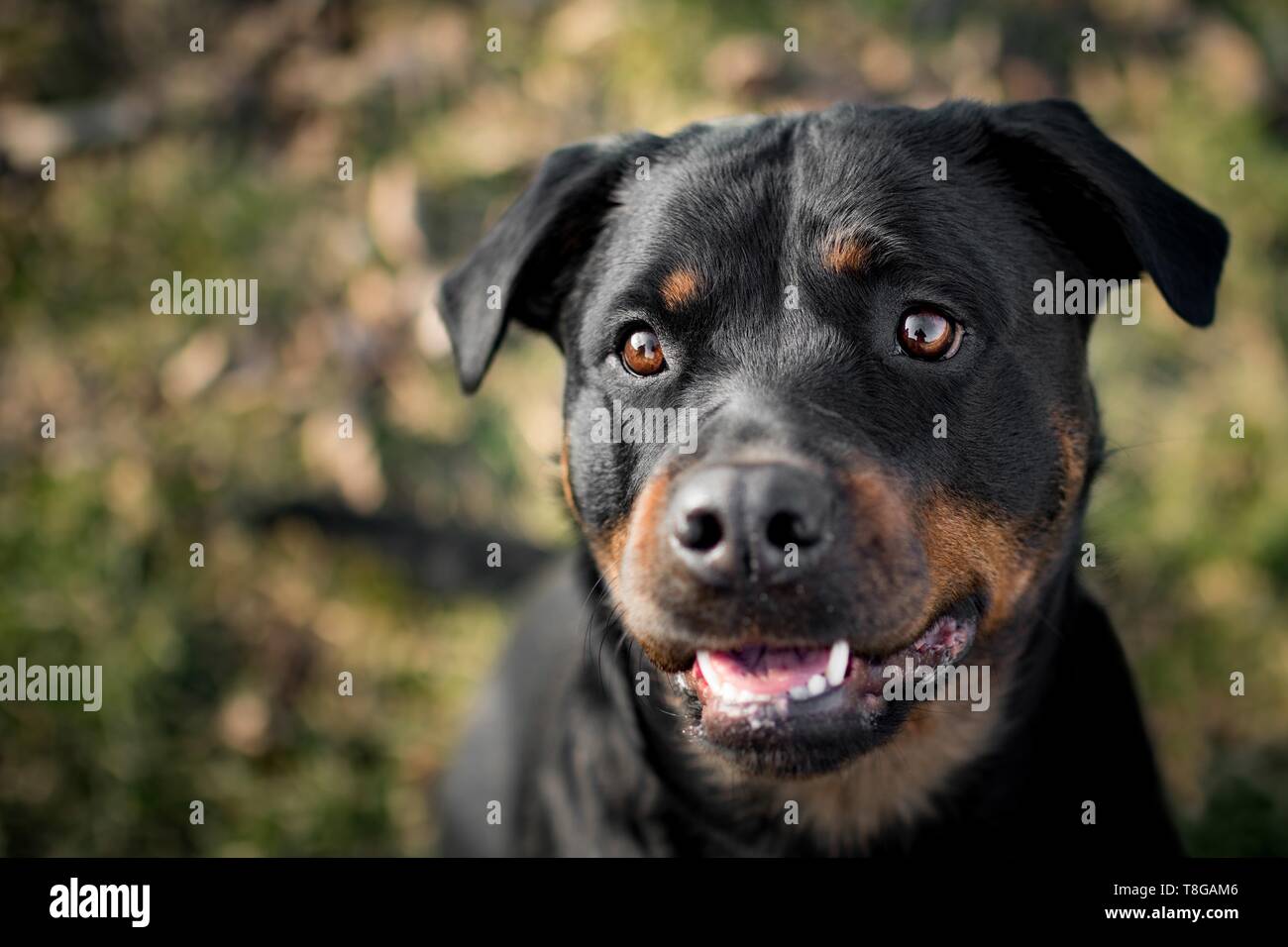 Haired Short Haired Shorthaired Black Stock Photos Haired Short