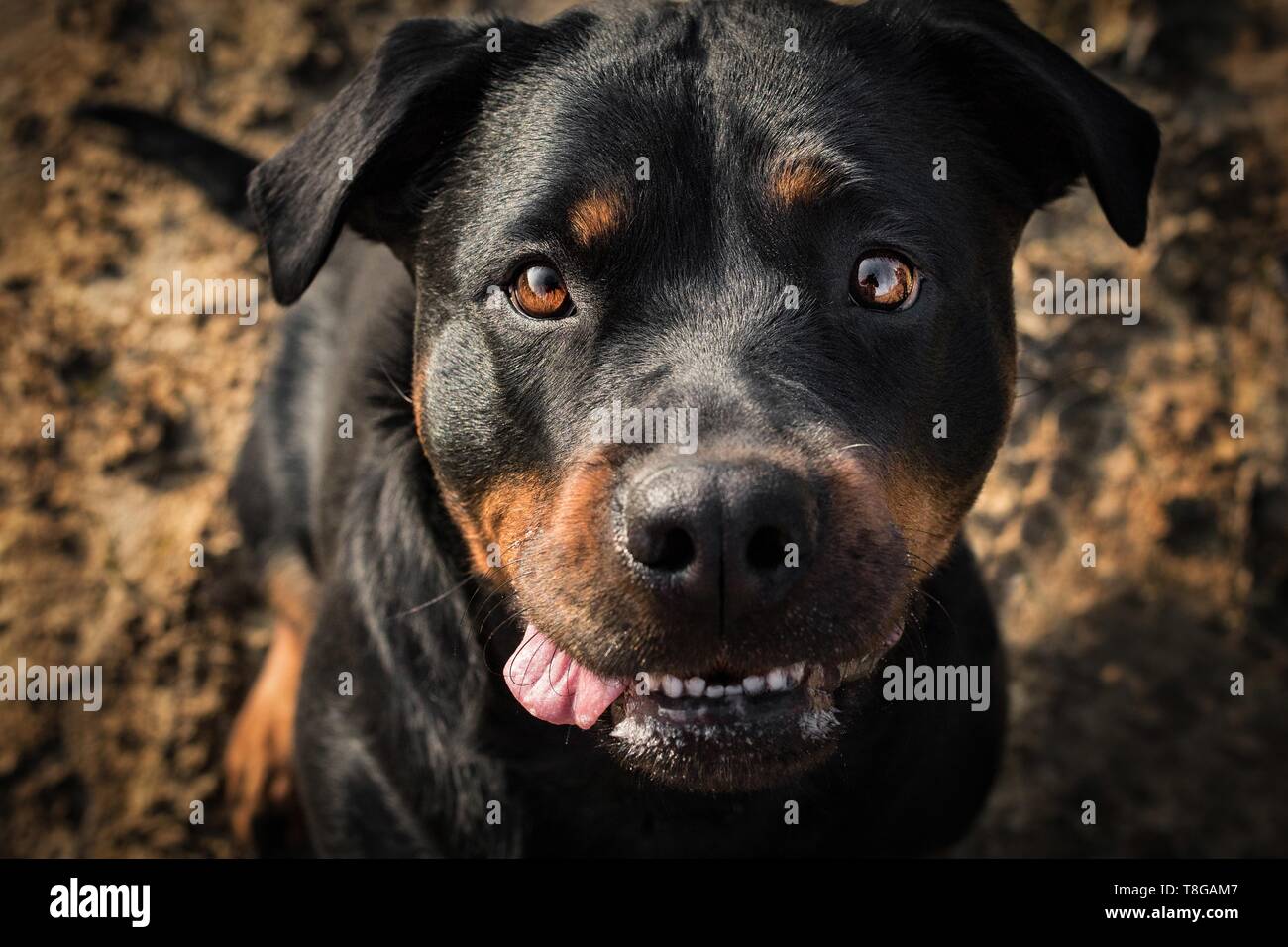 Haired Short Haired Shorthaired Black Stock Photos Haired Short