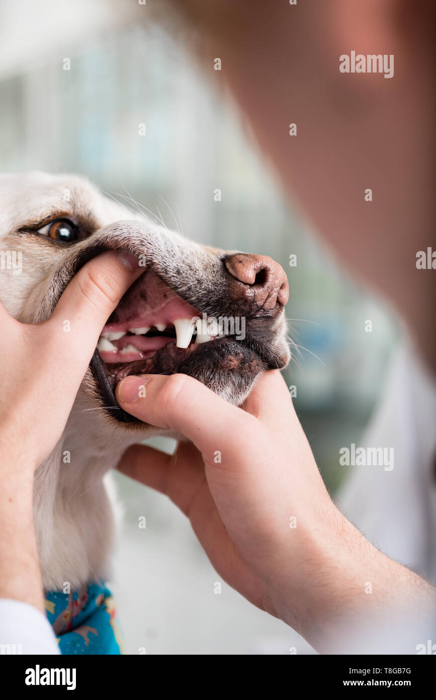 Dog teeth being examined by veterinarian Stock Photo