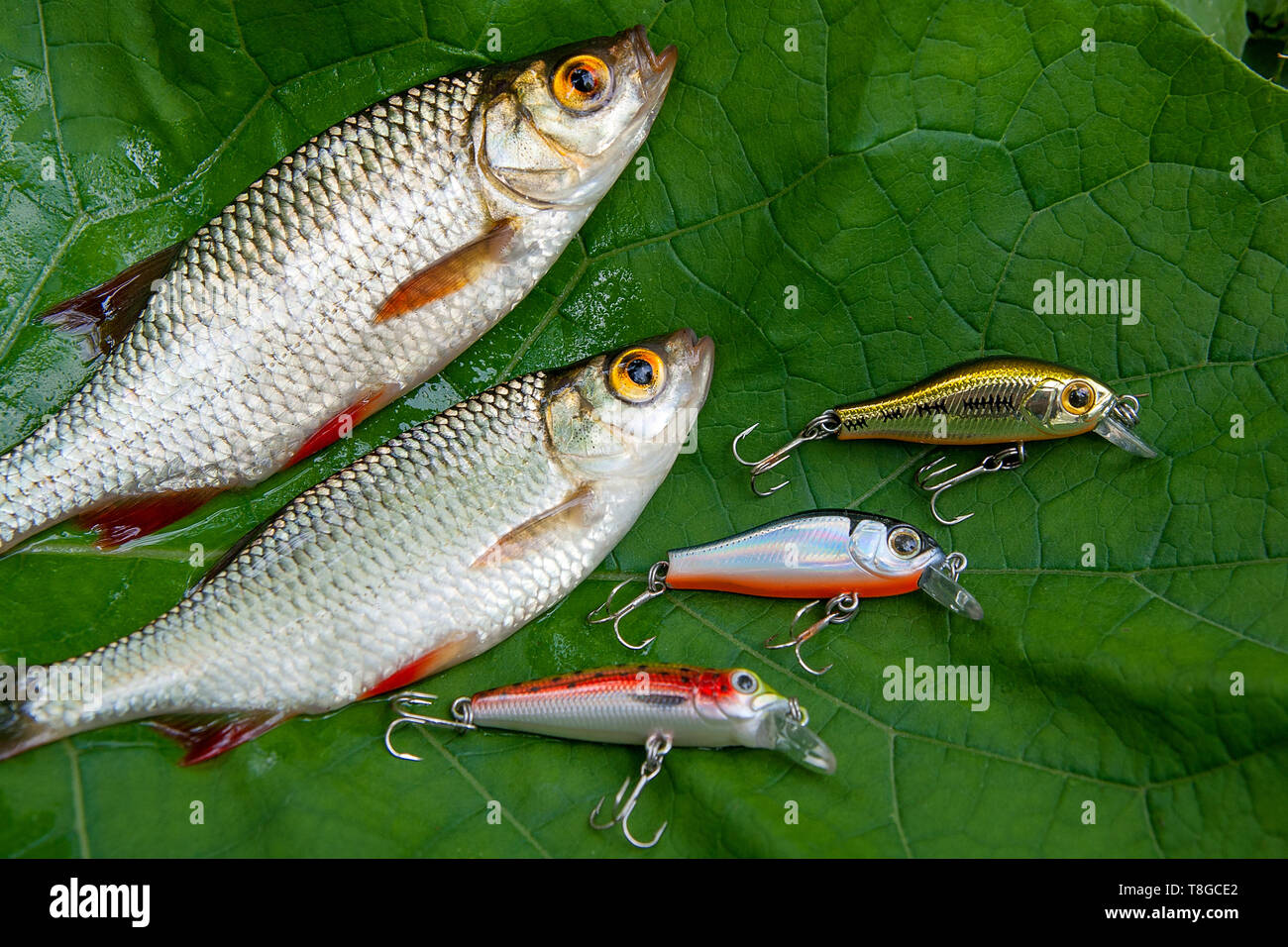 Freshwater fish just taken from the water. Common rudd fish and several fishing  baits on big green leaf Stock Photo - Alamy