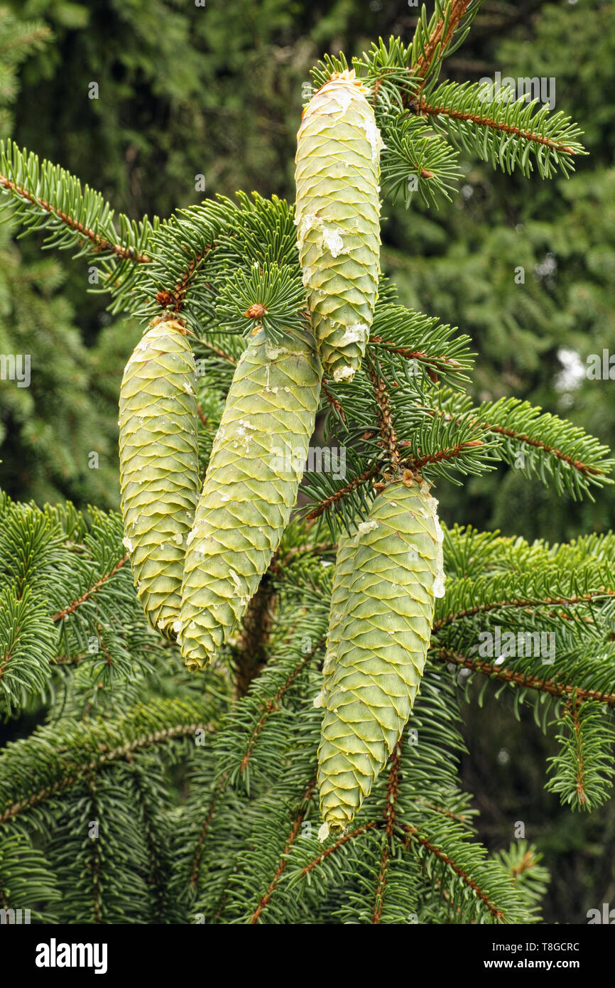 young cones and leaves of norway spruce Stock Photo
