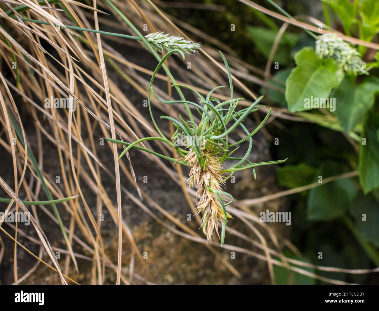 Vivipary flowers of the grass Sesleria rigida Stock Photo