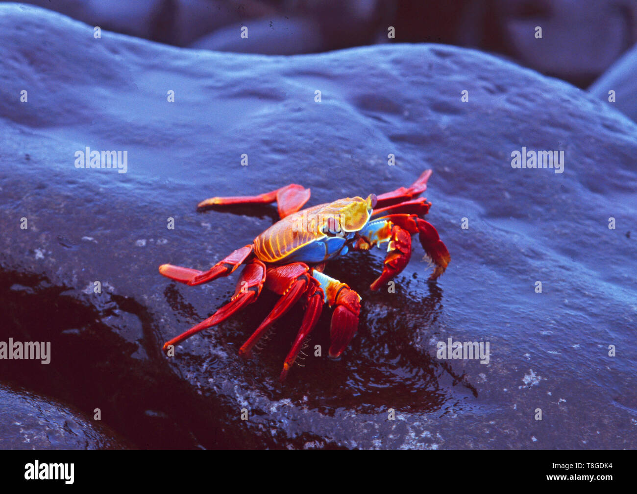 Equador: Red crabs entering the Galapagos Islands Beach Stock Photo